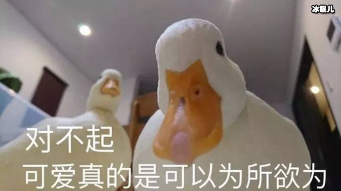 王思聪花大价钱买下鸭子当做自己的宠物，这鸭子有什么特别之处吗？