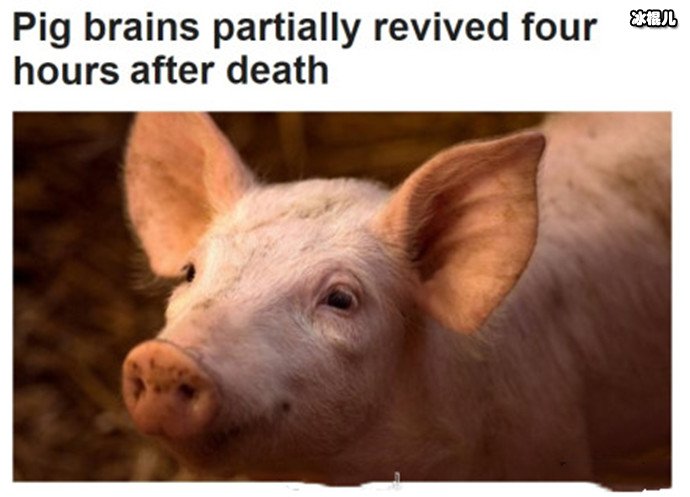 脑死亡猪复活