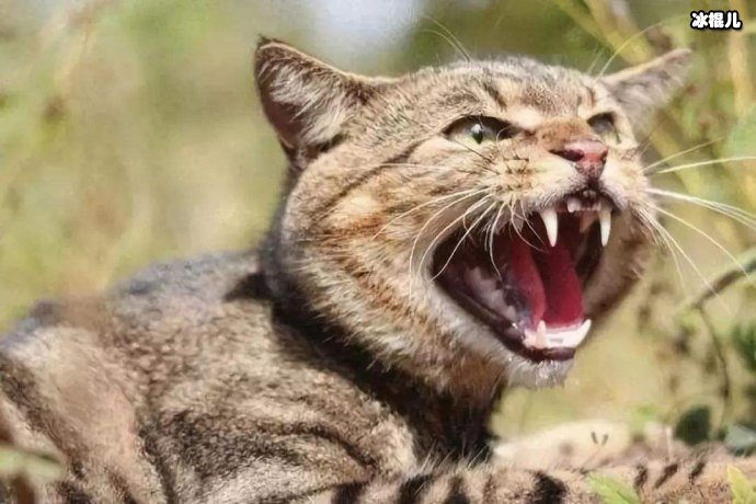 澳大利亚野猫破坏生态