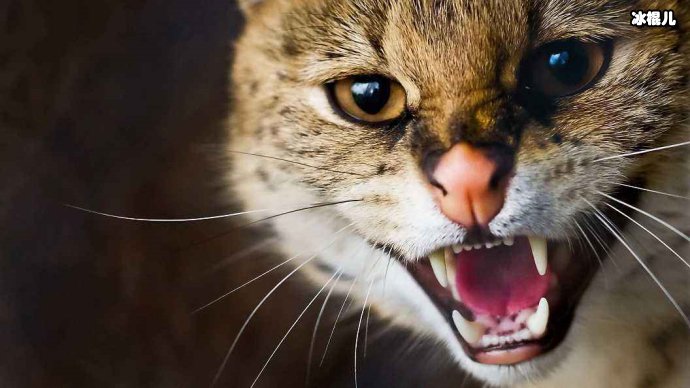 澳大利亚捕杀野猫