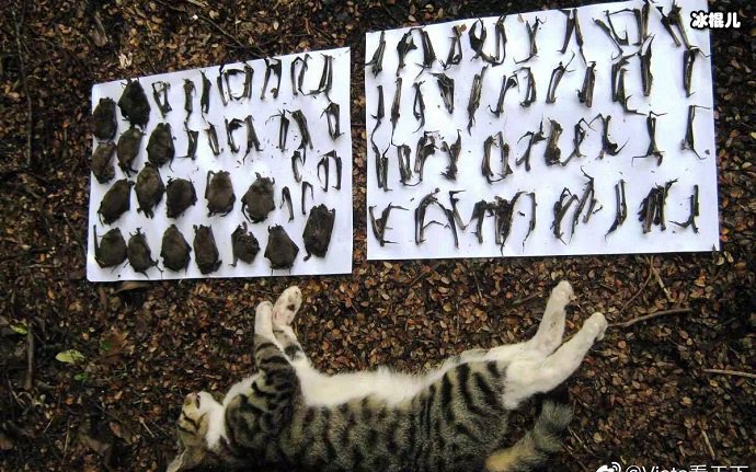 被猎杀的野猫