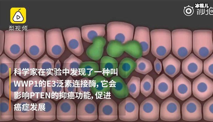 西兰花分子抑制癌症