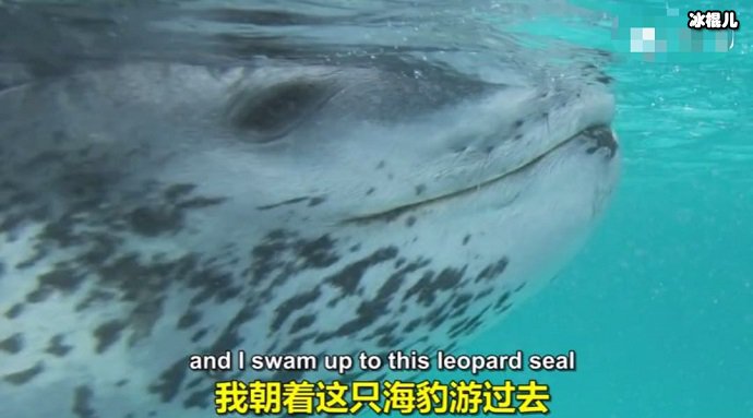 海豹