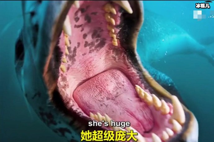 海豹