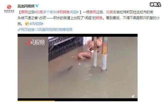 网上疯传流浪狗险些遭鳄鱼咬视频