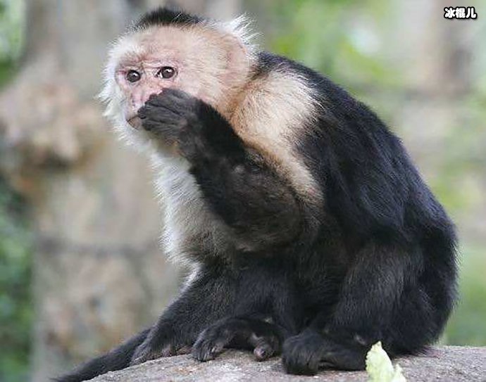 猴子也像人类这么聪明吗