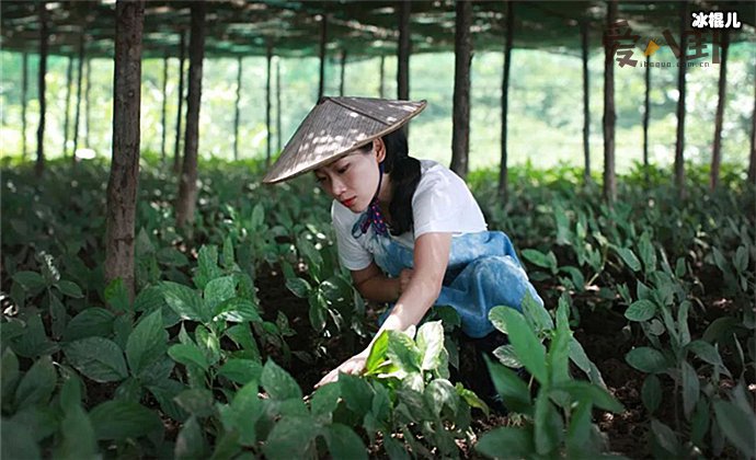 林芳璐资料