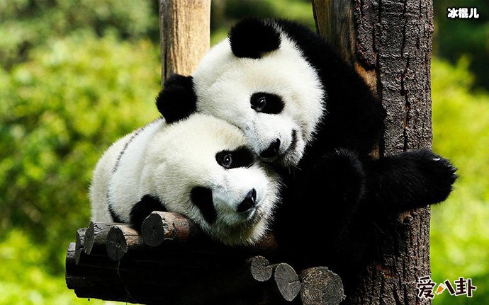 认养熊猫的要求是什么
