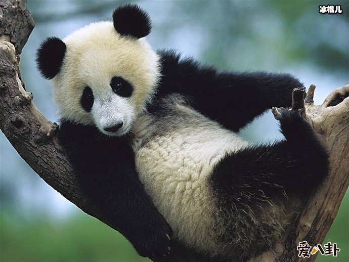 震惊熊猫居然可以被认养，条件让人望而却步！