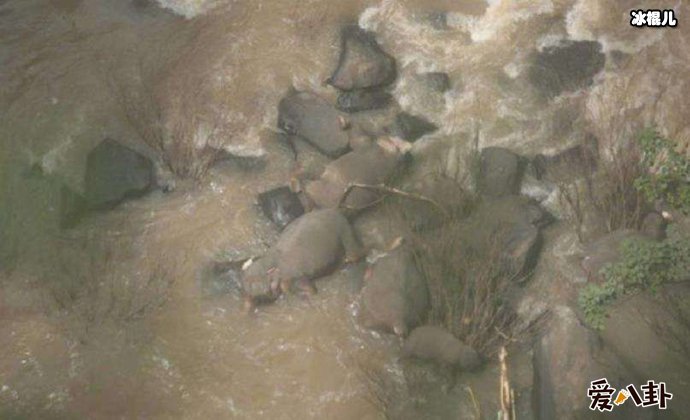 小象坠入瀑布无生命迹象，旁边全是象群尸体怪异现象引深思