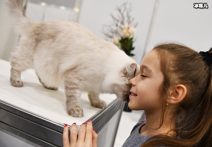 猫咪与人照片