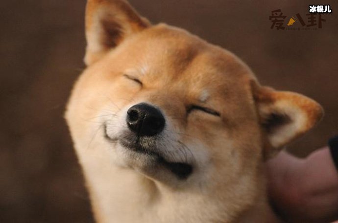 小狗狗有什么开心事呢? 你知道有哪些吗
