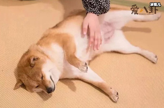 小狗狗有什么开心事呢? 你知道有哪些吗