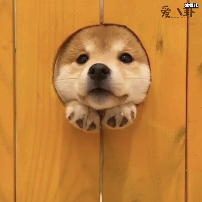 小狗狗有什么开心事呢? 你知道有哪些吗