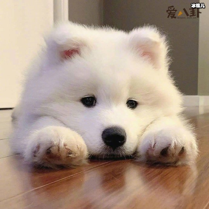 小狗狗有什么开心事呢? 你知道有哪些吗