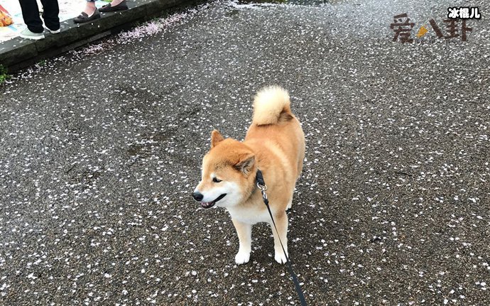 小狗狗有什么开心事呢? 你知道有哪些吗