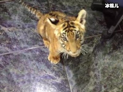 《两只老虎》葛优无法自拔，仅仅是预告片就看的流泪