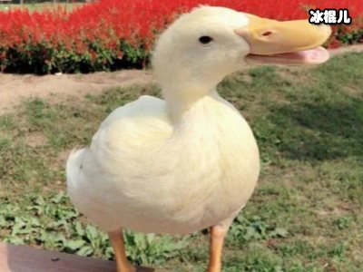 王珞丹寻鸭启事后，吉吉成为盘中餐这样对待偷鸭者