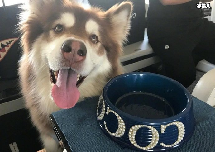 思聪把鸭子当成宠物养这是什么奇葩爱好,他都养过什么样的宠物 - 明星