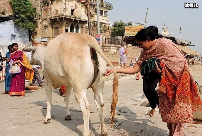 在印度，牛浑身上下都是宝贝