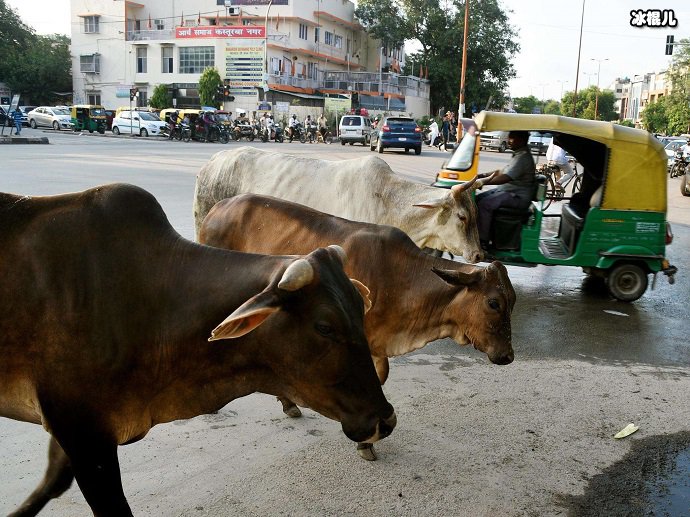 在印度，牛是神圣的