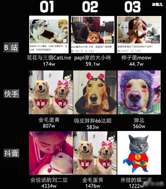 宠物博主排名
