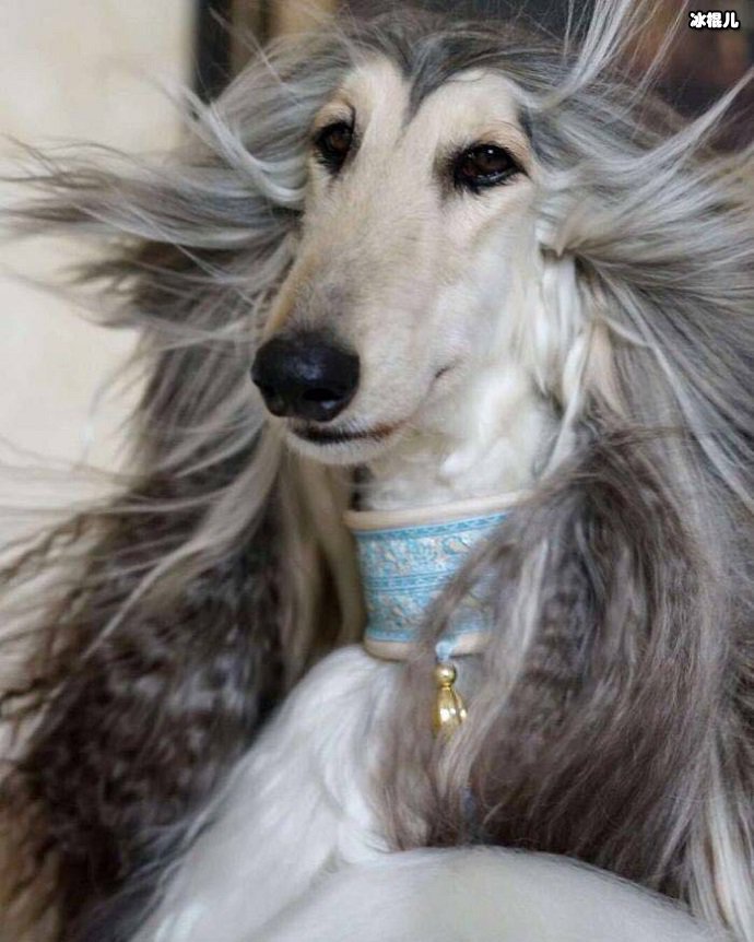 阿富汗猎犬