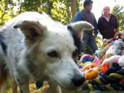 世上最聪明狗狗Chaser去世，狗狗Chaser去世是因为什么疾病吗？