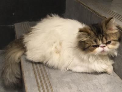 网红猫咪Juno因生气脸而走红，这个猫咪长得什么样呢？
