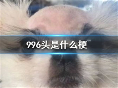 网梗“996头”的意思是什么？源自哪里？