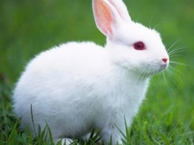 兔子拜月之后一定要把兔子杀了，难道真的只是封建迷信吗？