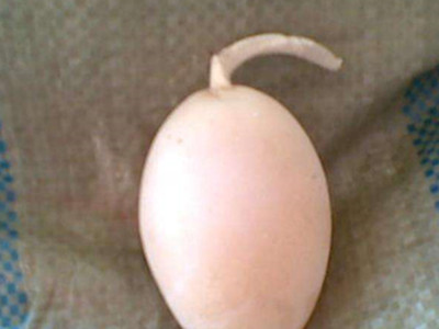 震惊！一母鸡下蛋，鸡蛋居然长有尾巴