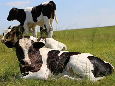 美国一公司再推人造奶，奶牛即将被取代？