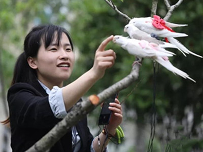 女孩给宠物鸟用尿不湿！这个发明受到了很多人的青睐！