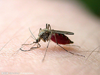 法国动保人士大开脑洞 提议人类为蚊子献血