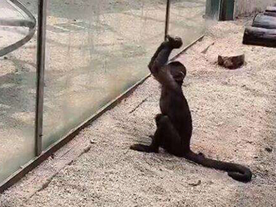 动物园猴子拿石头砸玻璃一事，网友表示这是想要自由了吗？