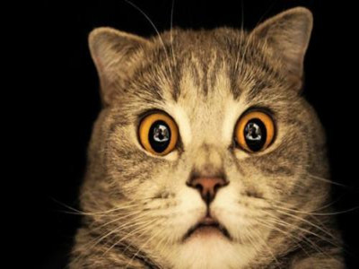 我国首只克隆猫出现在人类世界！这只喵咪成功引人了网友的关注！