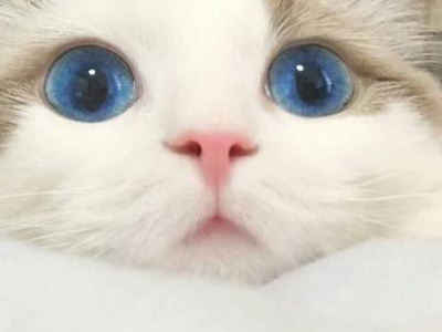 猫奴可以做到什么地步，买房当猫的住宅简直豪的无人性！