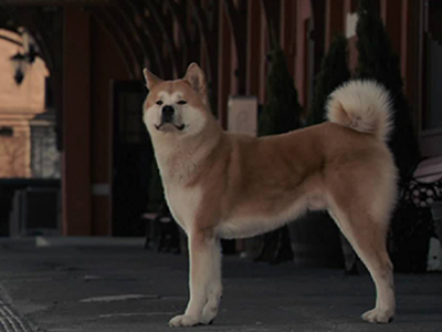 爱犬追婚车6里地. 忠犬的故事让人感动落泪!