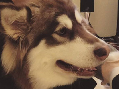 王思聪爱犬王可可, 王思聪是如何得到他?
