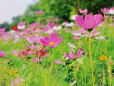 走花路有何含义 走花路一词因何走红网络