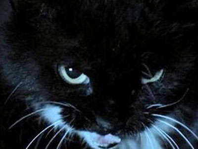 猫脸老太太是真的存在吗？央视还专门报道过这件事？